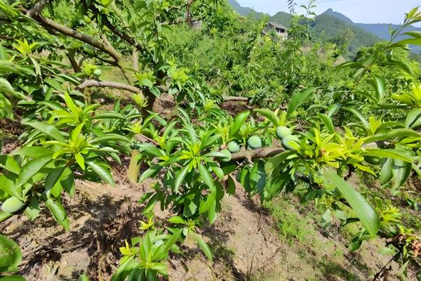 李子树干枯死亡的原因，可能是缺少光照所致