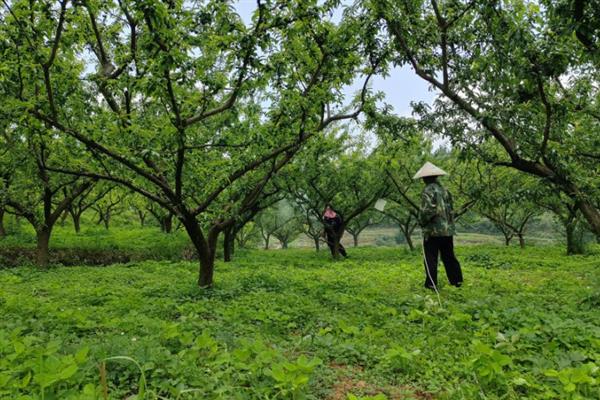 李子树干枯死亡的原因，可能是缺少光照所致