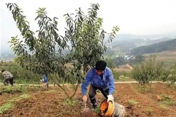 李子树干枯死亡的原因，可能是缺少光照所致