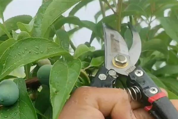 李子树干枯死亡的原因，可能是缺少光照所致