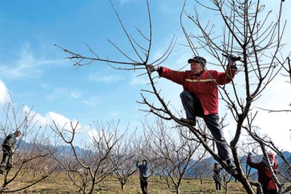 李子树干枯死亡的原因，可能是缺少光照所致