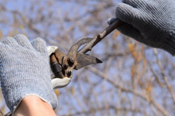 李子树干枯死亡的原因，可能是缺少光照所致