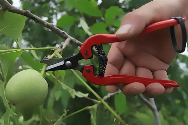 李子树干枯死亡的原因，可能是缺少光照所致