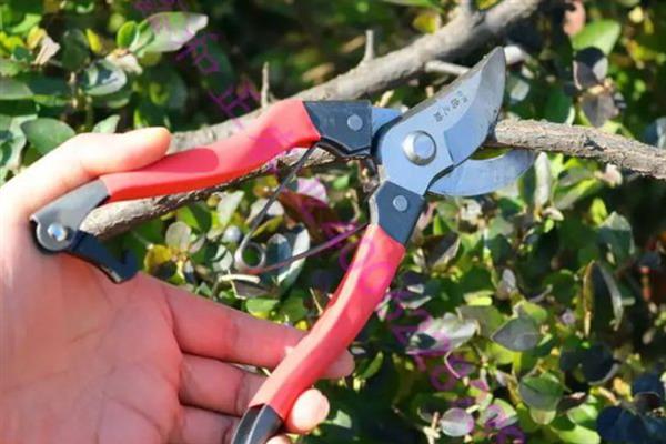 李子树干枯死亡的原因，可能是缺少光照所致