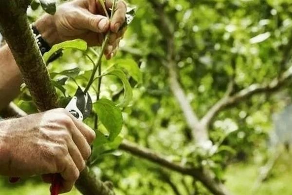 李子树干枯死亡的原因，可能是缺少光照所致