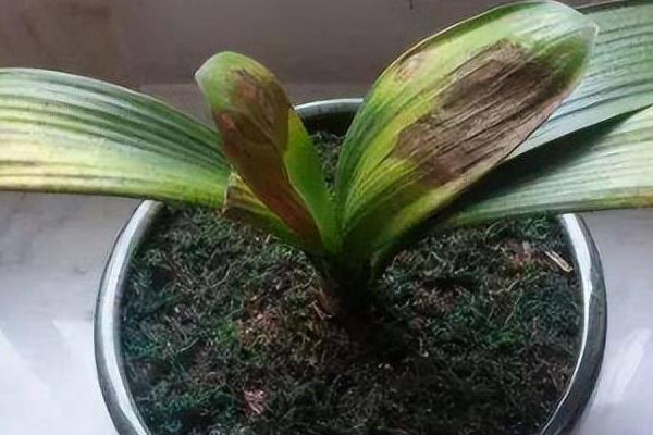 君子兰叶子冻塌的解决办法，要及时移到在5℃的环境下解冻