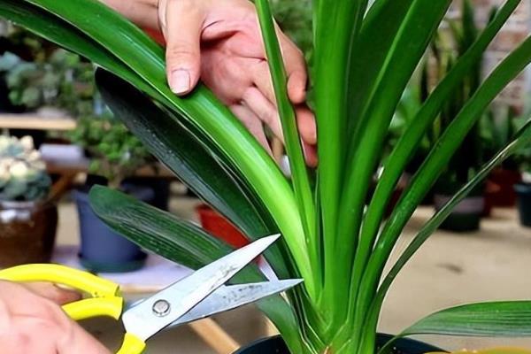 君子兰叶子冻塌的解决办法，要及时移到在5℃的环境下解冻