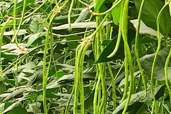 6月中旬适合种什么蔬菜，可以种夏萝卜、黄瓜等