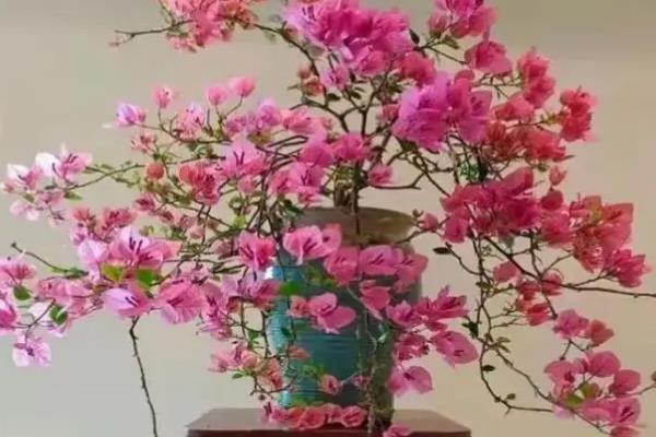 三角梅怎么种植，每隔半个月追施一次肥液