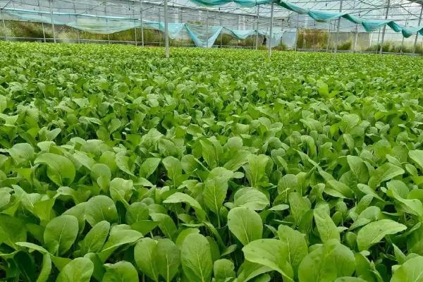 6月中旬适合种什么蔬菜，可以种夏萝卜、黄瓜等