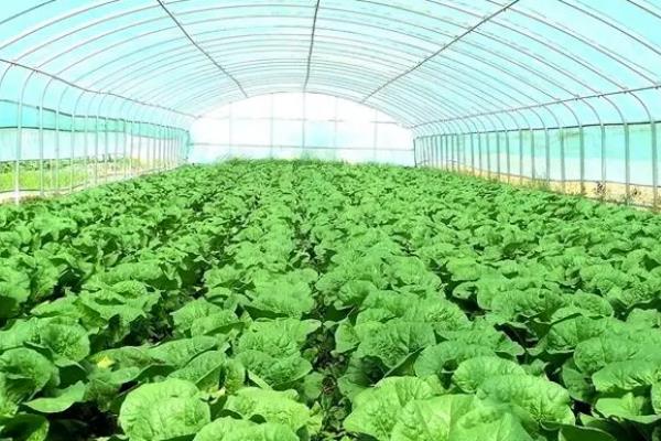 6月中旬适合种什么蔬菜，可以种夏萝卜、黄瓜等