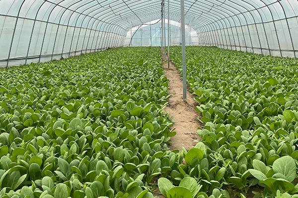 6月中旬适合种什么蔬菜，可以种夏萝卜、黄瓜等