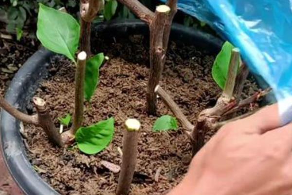 三角梅怎么种植，每隔半个月追施一次肥液