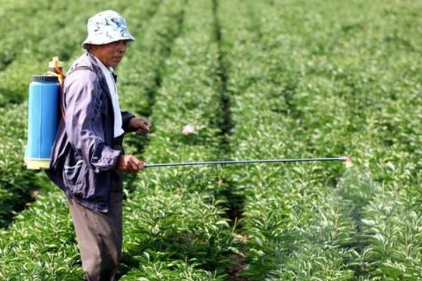 2，4-D药害表现症状，重度药害为植株大部分叶片下垂
