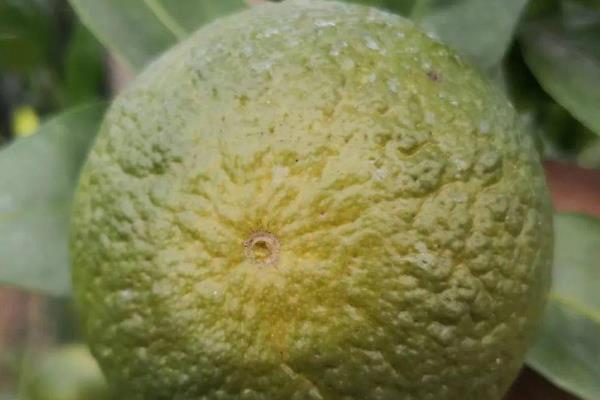 2，4-D药害表现症状，重度药害为植株大部分叶片下垂