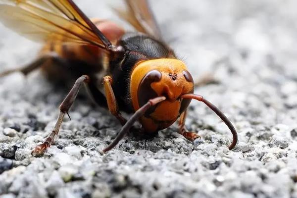 被虎头蜂蛰了会不会死亡，情况严重时可能会致死