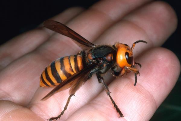 被虎头蜂蛰了会不会死亡，情况严重时可能会致死