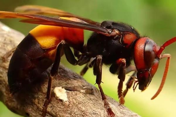 被虎头蜂蛰了会不会死亡，情况严重时可能会致死