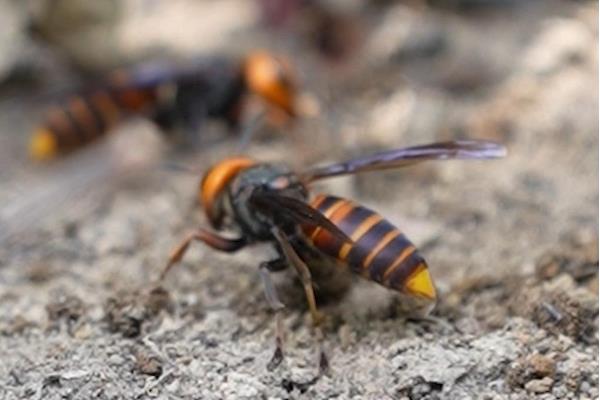 被虎头蜂蛰了会不会死亡，情况严重时可能会致死