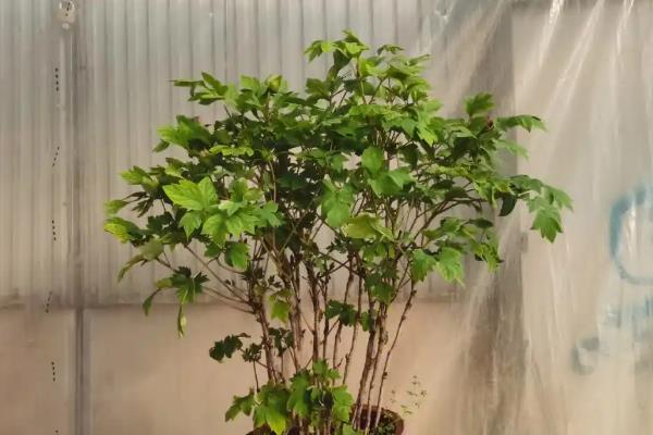 牡丹的叶片形状，顶生小叶呈宽卵形、侧生小叶呈长圆状卵形或狭卵形