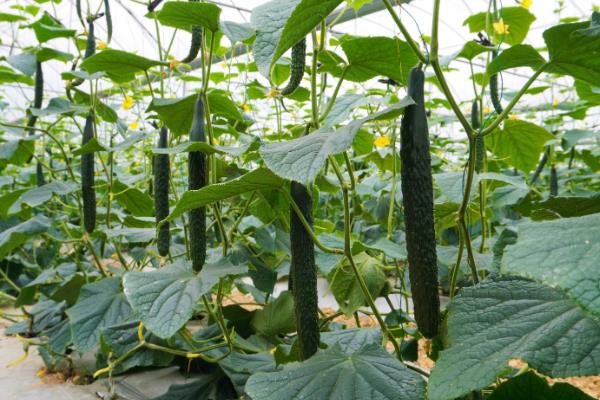6月中旬适合种什么蔬菜，可以种夏萝卜、黄瓜等