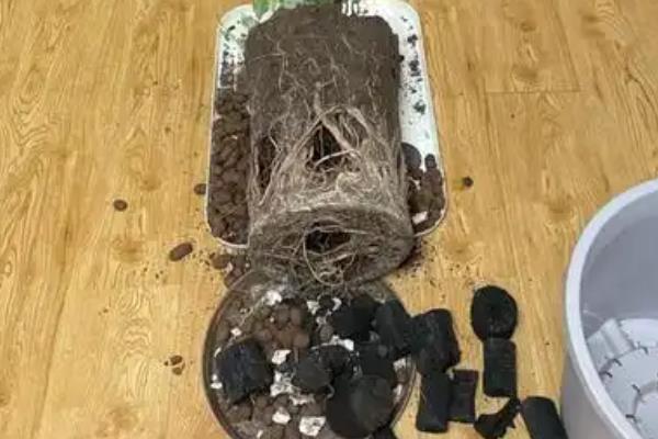怎么养殖鹤望兰，生长发育期要定期追施饼肥水