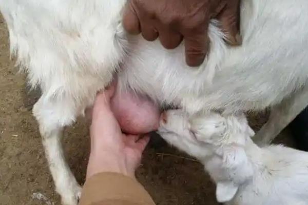 母羊临产不破羊水怎么办，可以先观察再人工助产