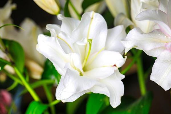 百合花的花语，一般寓意纯洁、高贵、典雅等