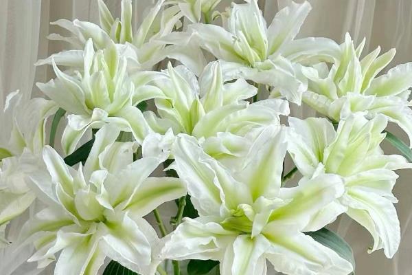 百合花的花语，一般寓意纯洁、高贵、典雅等