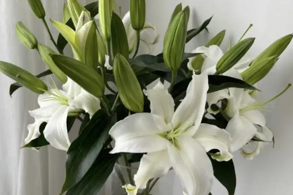 百合花的花语，一般寓意纯洁、高贵、典雅等