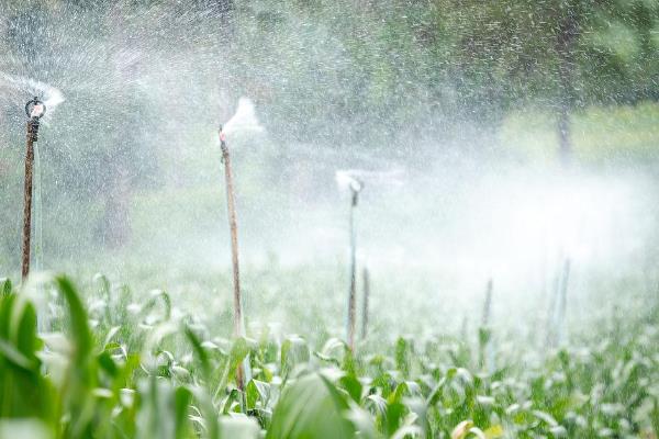 玉米喜欢哪些肥料,对氮肥的需求量较大