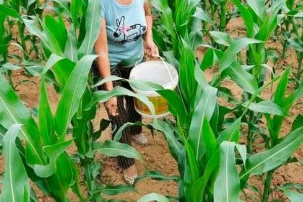 玉米喜欢哪些肥料,对氮肥的需求量较大