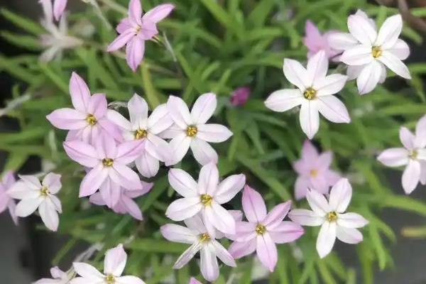韭菜有什么品种，主要分为根韭、叶韭、花韭、叶花兼用韭