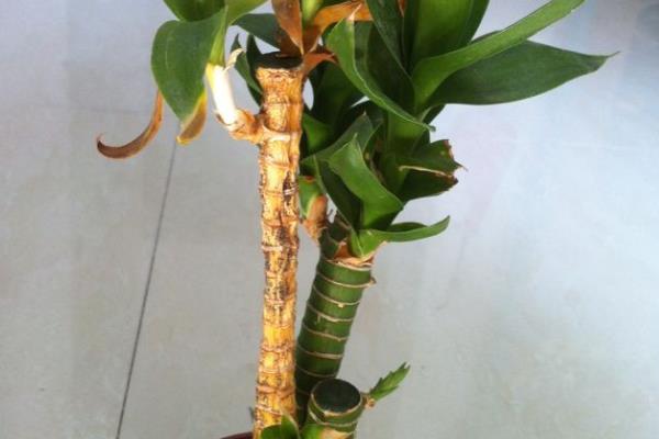 荷花竹茎腐病怎么防治，培育健壮种苗可降低发病几率