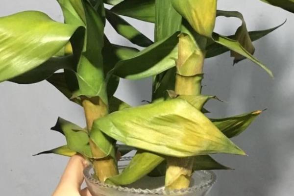 荷花竹茎腐病怎么防治，培育健壮种苗可降低发病几率