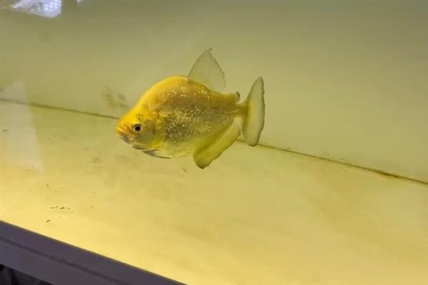黄金提灯鱼好不好养，具有顽强的生命力容易饲养
