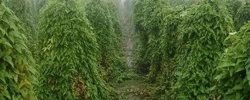 山药线虫病如何防治，首先需要选择抗病品种