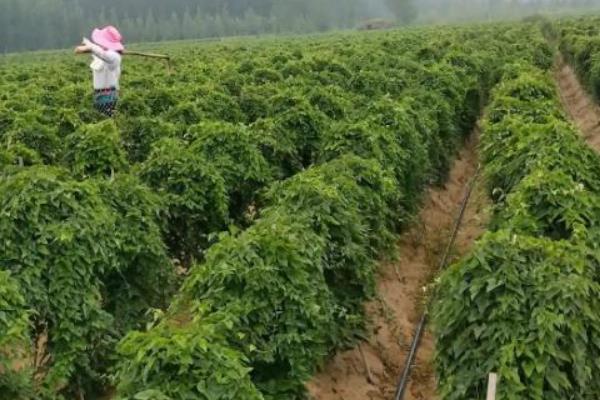 山药线虫病如何防治，首先需要选择抗病品种