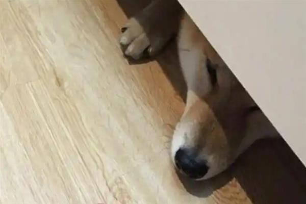 为什么狗狗喜欢睡床底下，可能是缺乏安全感或生病了不舒服