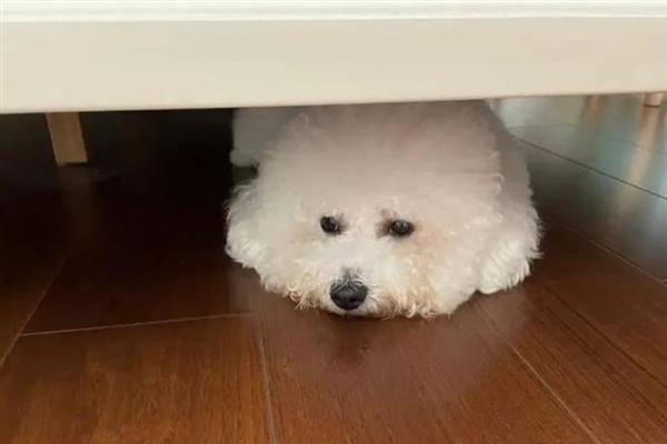 为什么狗狗喜欢睡床底下，可能是缺乏安全感或生病了不舒服