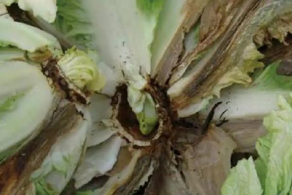 白菜烂心烂根如何处理，无法挽救的植株可拔除并烧毁