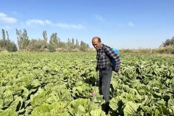 白菜烂心烂根如何处理，无法挽救的植株可拔除并烧毁