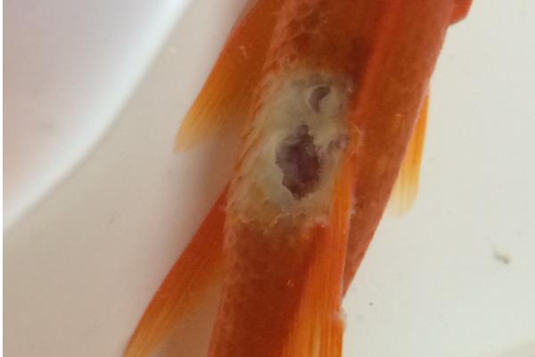 金鱼身上溃烂的原因及如何用药，不同病因所使用的药物不同