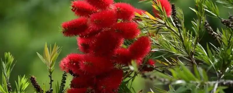 红千层的品种，包括垂枝红千层和柳叶红千层