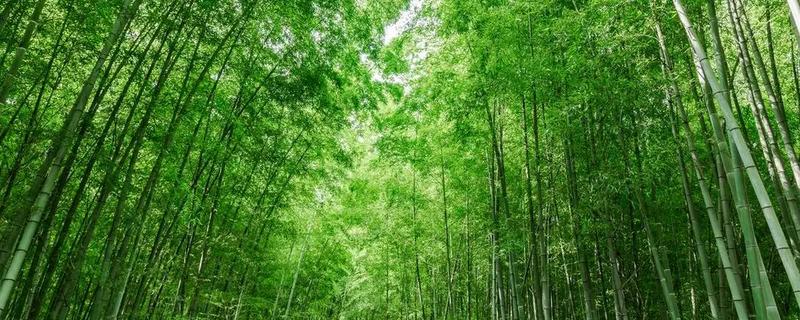 冬天竹子还是绿的吗，竹子冬天是绿色的