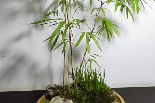 冬天竹子还是绿的吗，竹子冬天是绿色的