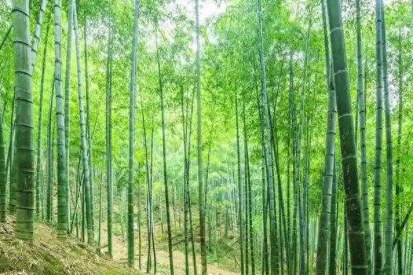 冬天竹子还是绿的吗，竹子冬天是绿色的