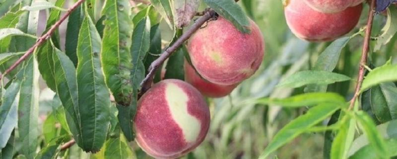 种桃子种哪个品种好,推荐金秋红蜜、中油27桃等
