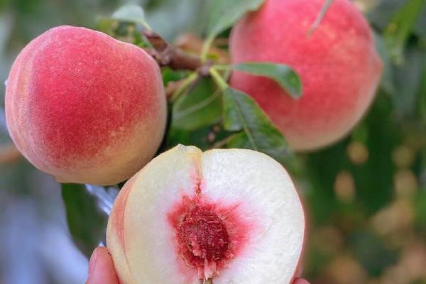 种桃子种哪个品种好,推荐金秋红蜜、中油27桃等