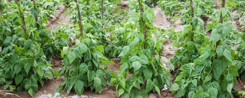 大棚菜豆为什么缺乏微量元素，光照过强、吸磷过多均容易缺锌